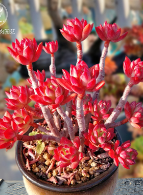 红稚莲经典红色多肉植物小老桩一物一拍趣味阳台花卉绿植向阳派