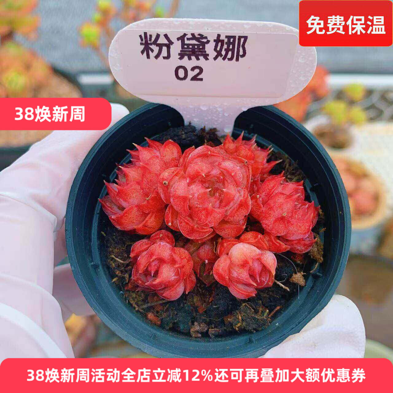 云南精品粉黛娜红色多肉植物一物一拍小萌肉带盆栽好老桩向阳派