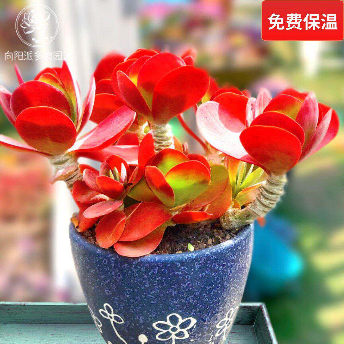 云南精品唐印唐印锦多肉植物一物一拍大株老桩群生易度夏向阳派