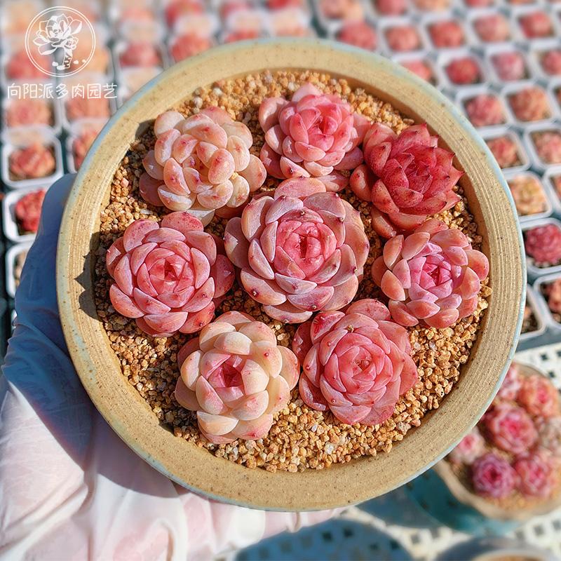 糖心珍妮多肉植物一物一拍好养护