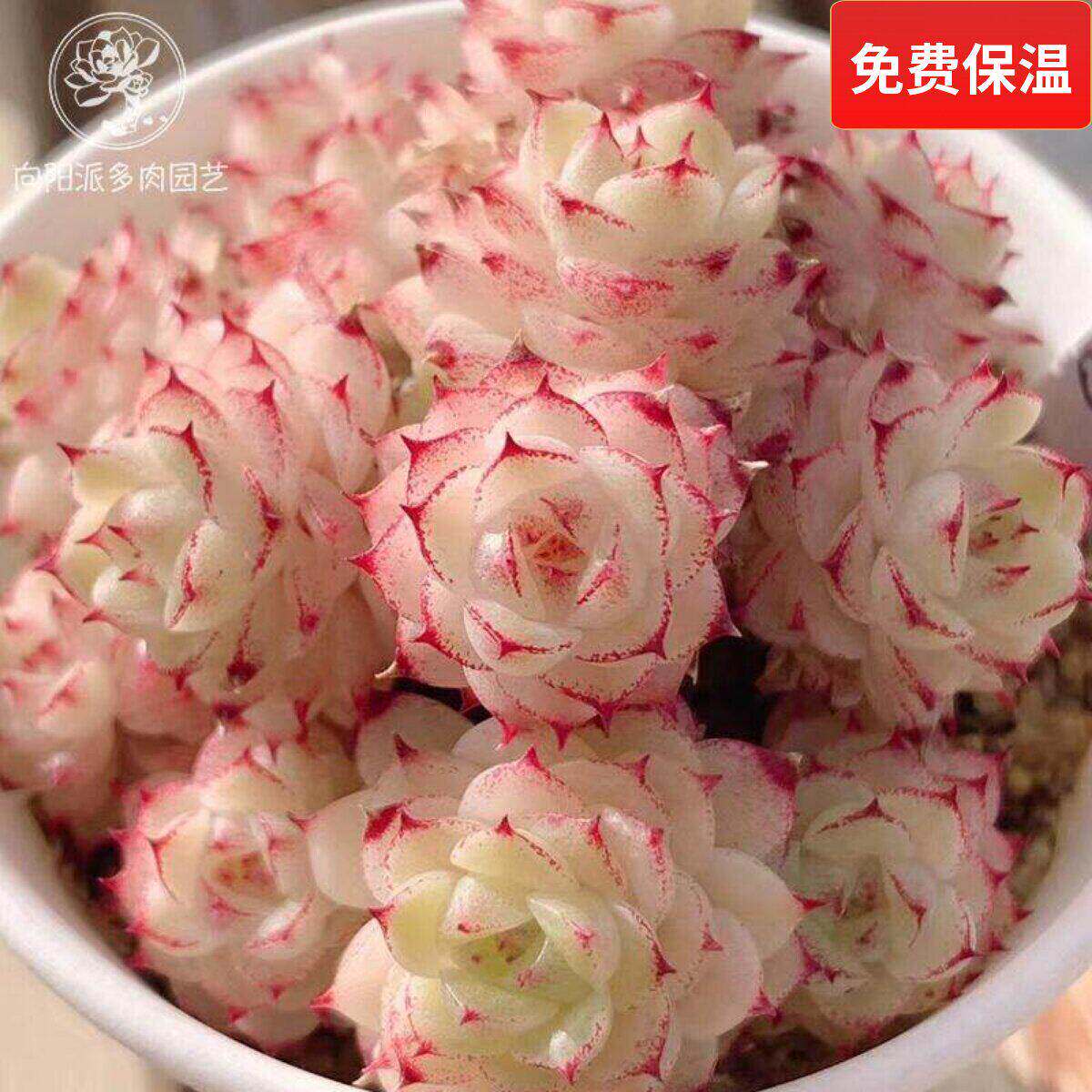 精品麦秆一物一拍油亮线边趴趴脸多肉植物小萌肉大群通透向阳派
