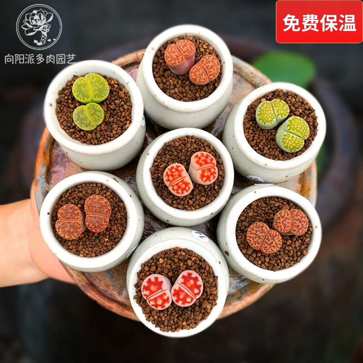 大母本双头生石花一物一拍带盆栽好屁股番杏科多肉植物血红花纹玉