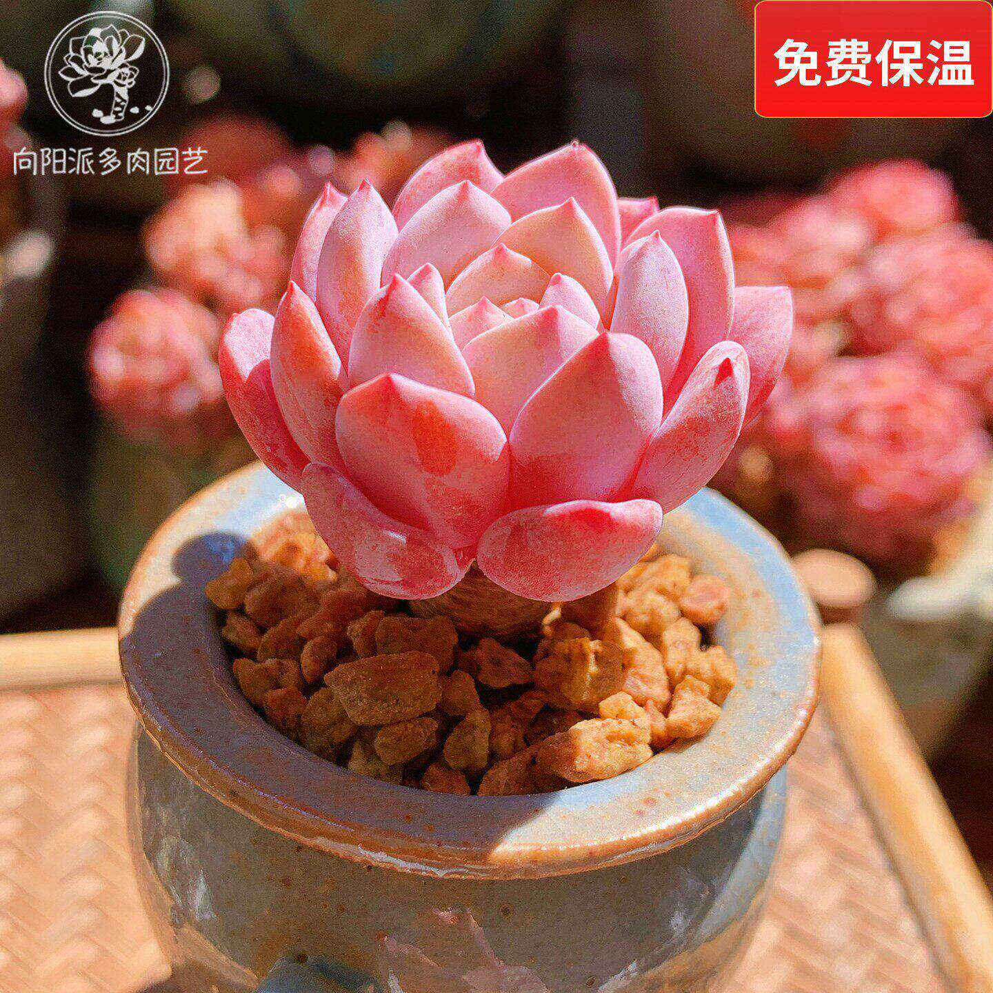 云南精品拉菲血斑厚粉小老桩多肉植物一物一拍带盆栽好状态好养