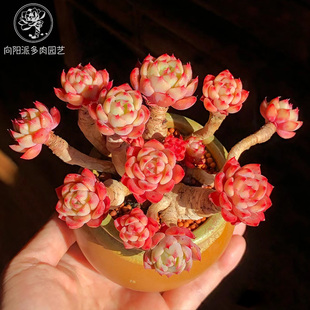 娜娜小勾胡可七福美尻多肉植物一物一拍群生老桩向阳派多肉园艺