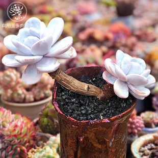 雪莲精品贵货一物一拍仙气飘飘多肉植物实拍趣味花卉向阳派园艺