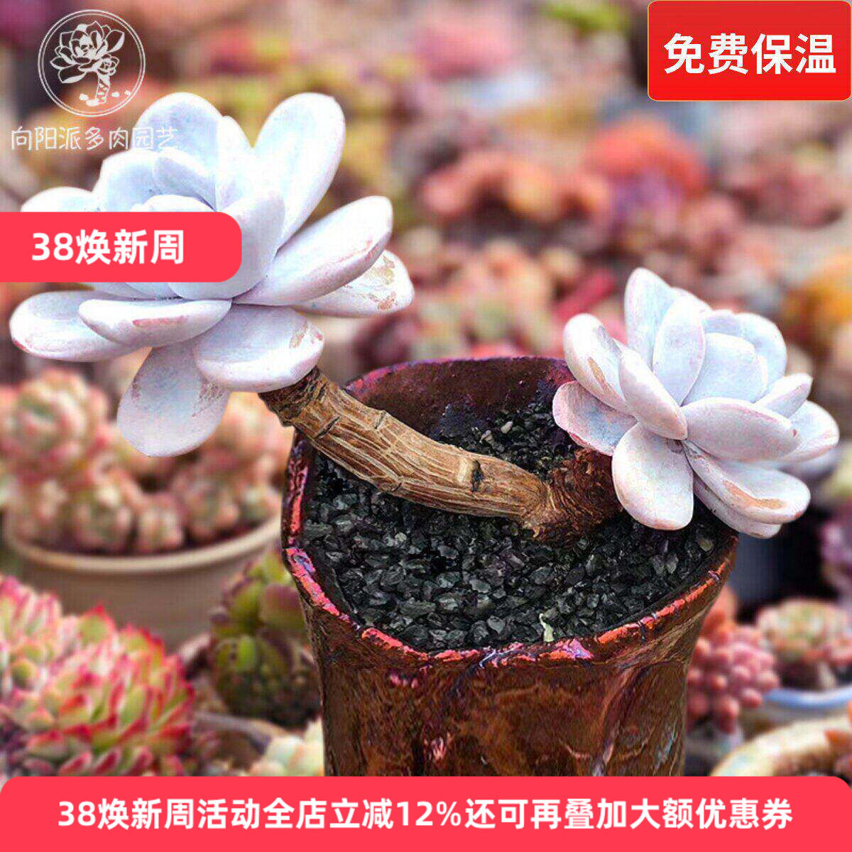 雪莲精品贵货一物一拍仙气飘飘多肉植物实拍趣味花卉向阳派园艺