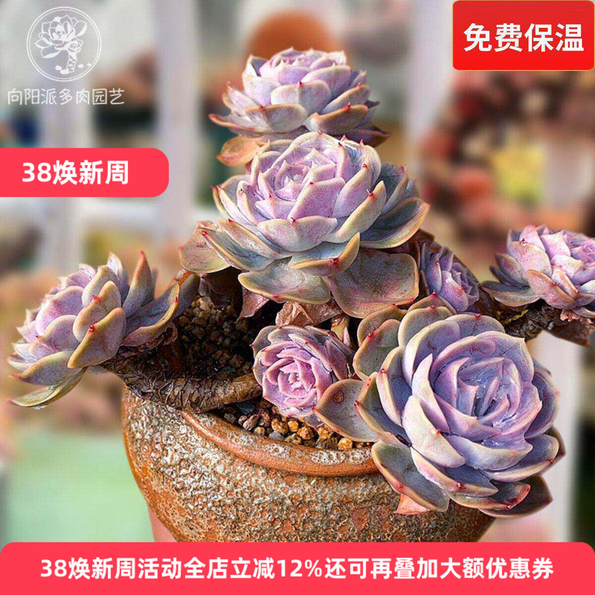 蓝色惊喜一物一拍多肉植物多头群生窗台阳台趣味花卉向阳派园艺