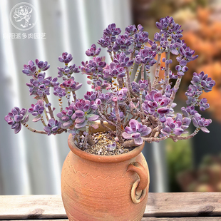 乒乓福娘精品高端贵货多肉植物老桩一物一拍大株萌向阳派园艺