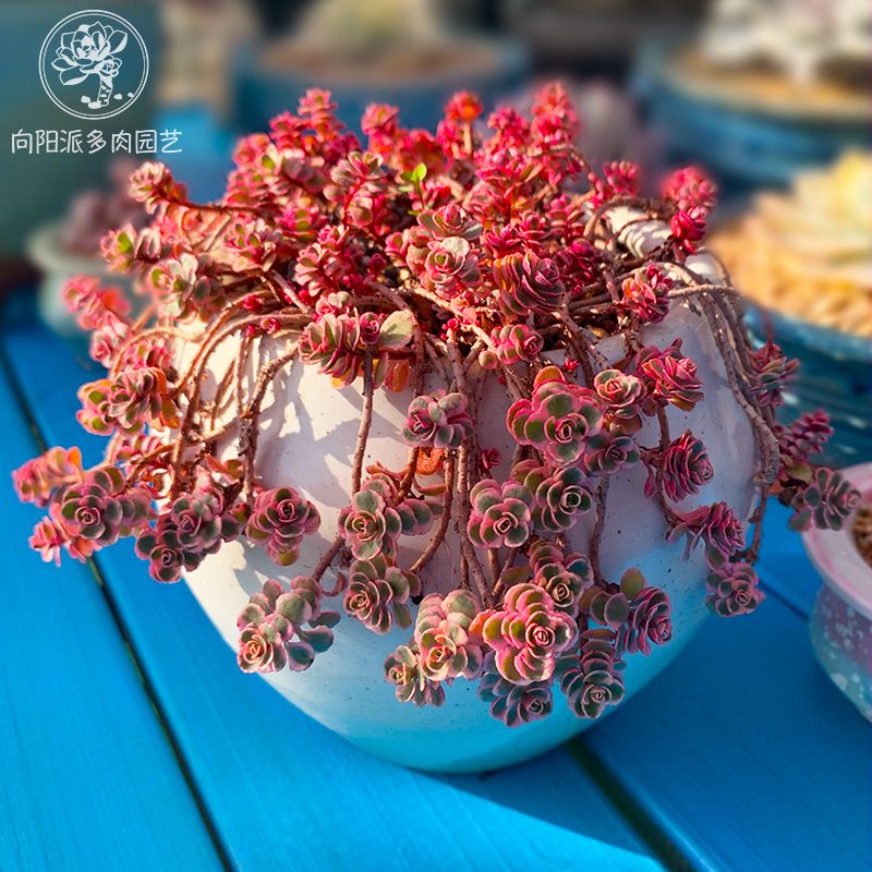 小球玫瑰锦趣味垂吊好养多肉植物