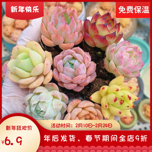 云南精品杂交小萌肉虎鲸白月影恋曲粉水晶一物一拍好养护向阳派