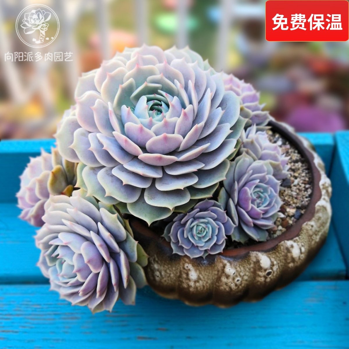 露娜莲精品热门仙气多肉植物一物一拍绿植花卉盆栽种植向阳派园艺