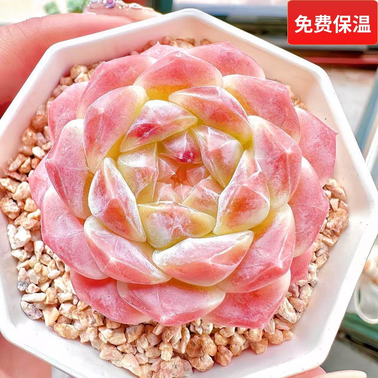 云南精品糖心冰魄多肉植物一物一拍肥嘟嘟萌肉状态带盆栽好向阳派,鲜花速递/花卉仿真/绿植园艺,多肉植物,淘宝优惠券,粉丝福利购,淘宝优惠卷