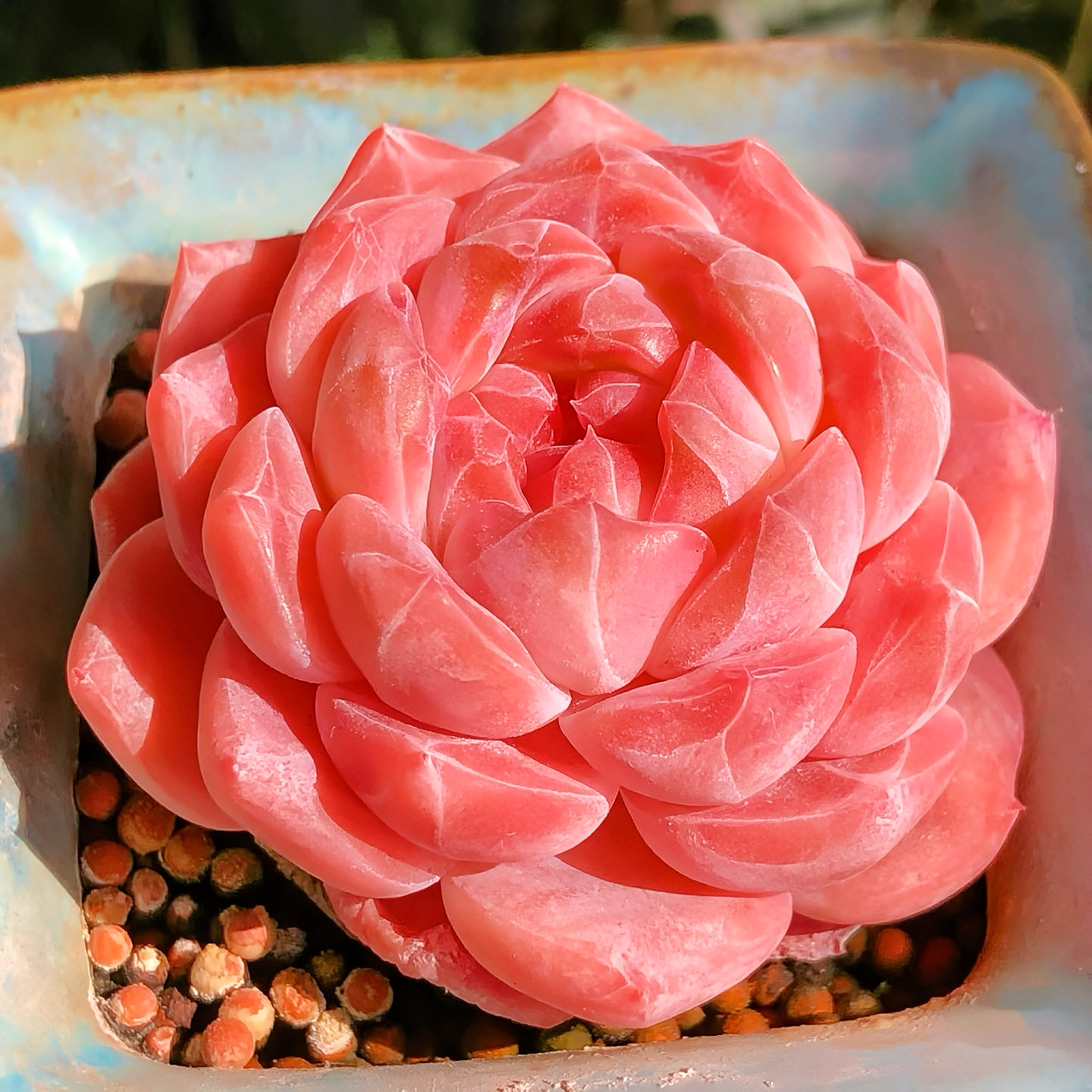 精品红琥珀糖心多肉植物一物一拍