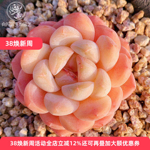 云南精品厚梦冰糕多肉植物粉琉璃糖心一物一拍稀有贵货小包子好养