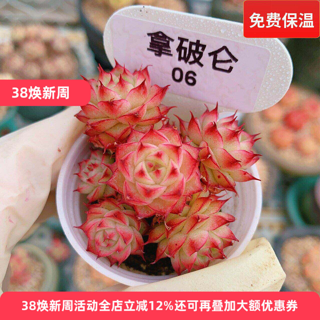 精品小萌肉拿破仑玫瑰多肉植物一物一拍老桩多头群生向阳派