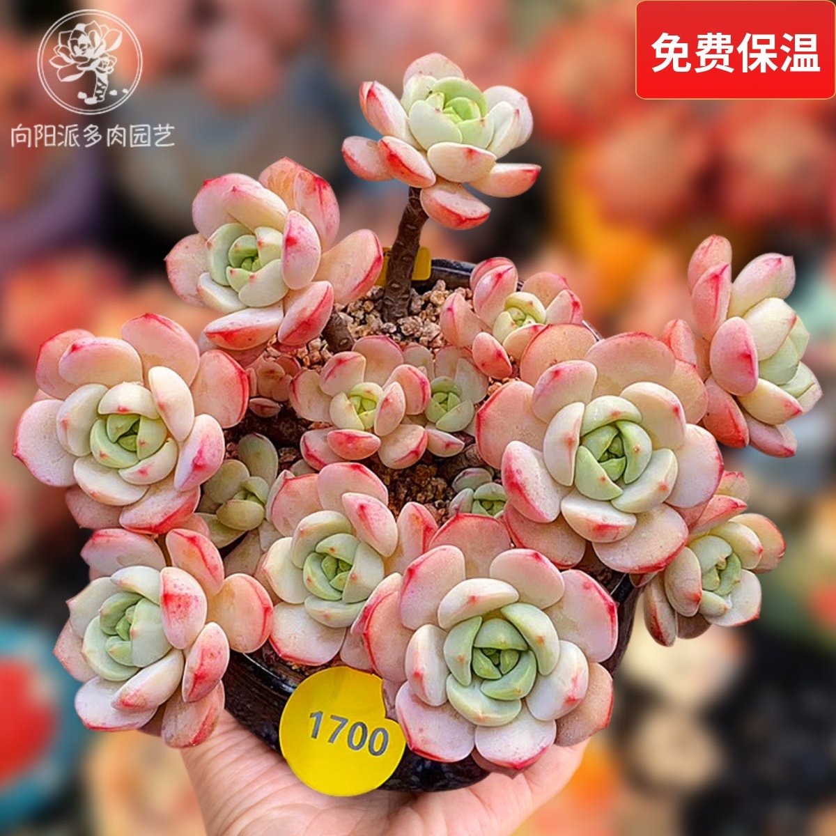 香草比斯有香味多肉植物热门贵货包邮一物一拍小老桩向阳派