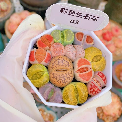 好养混合生石花多肉植物一物一拍