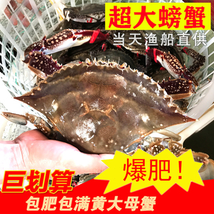 【保鲜不保活】莱州湾梭子蟹新鲜螃蟹野生海蟹飞蟹红膏蟹满黄母蟹
