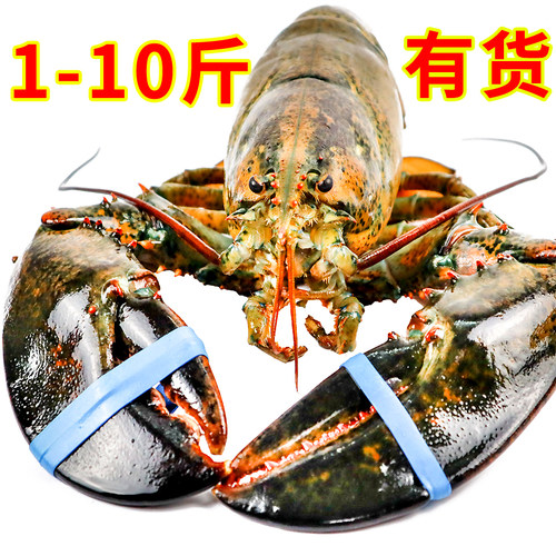 大龙虾鲜活新鲜野生澳洲特大龙虾波士顿小龙虾特大2斤-10斤包邮