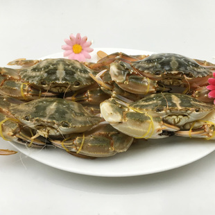 海鲜水产鲜活 新鲜海鲜 石蟹/花盖蟹/花梭子蟹/海螃蟹 花蟹大青蟹