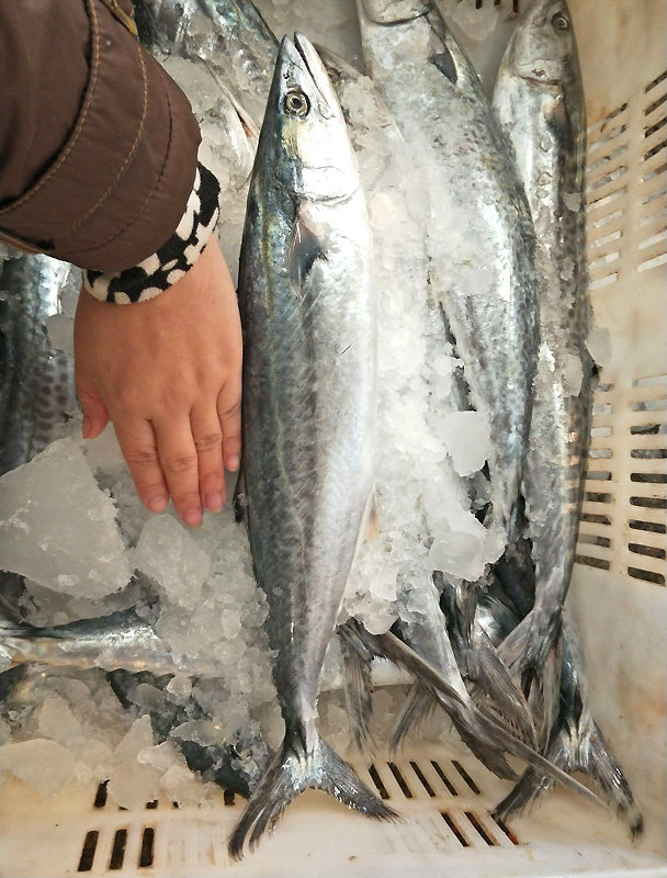 鲅鱼深海马鲛鱼新鲜鲜活鲜大鲅鱼冷冻野生海鱼新鲜海鲜鱼深海鱼