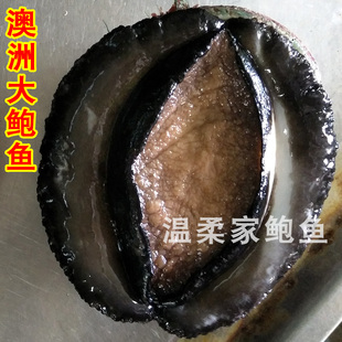 野生澳洲大鲍鱼特大鲜活黄金澳洲鲍鱼 新鲜大澳鲍 1.5斤/只 包邮