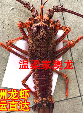澳洲大龙虾鲜活超大红龙虾新鲜野生澳龙大小250克/只野生活虾包邮