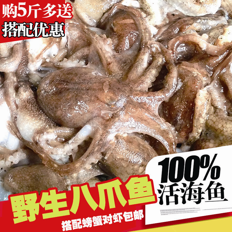 八爪鱼海鲜墨鱼鲜活野生满籽墨鱼仔山东章鱼足小乌贼烙饼章鱼活物