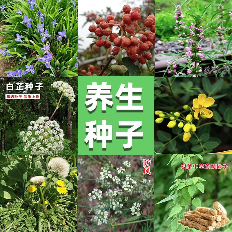 养生药材种子四季种籽图片