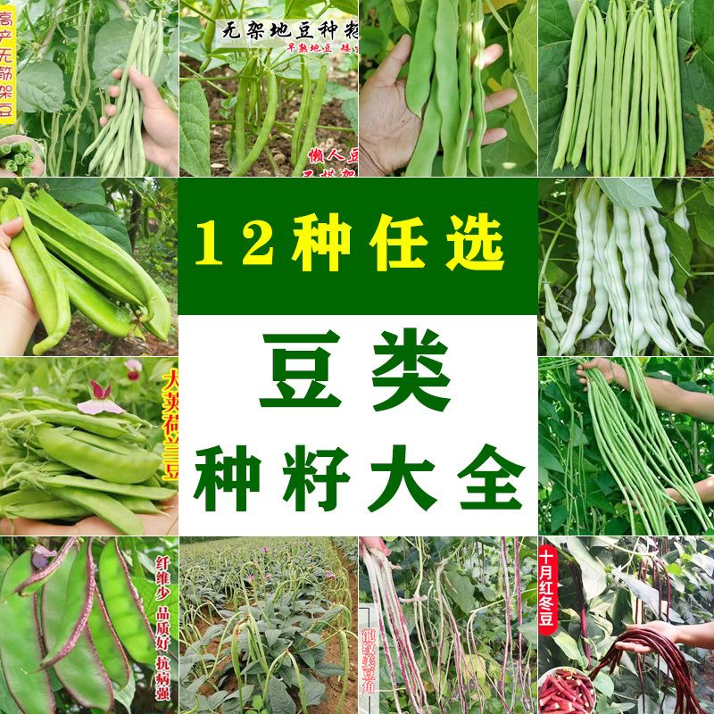豆角种子无架豆种籽原装正品高产