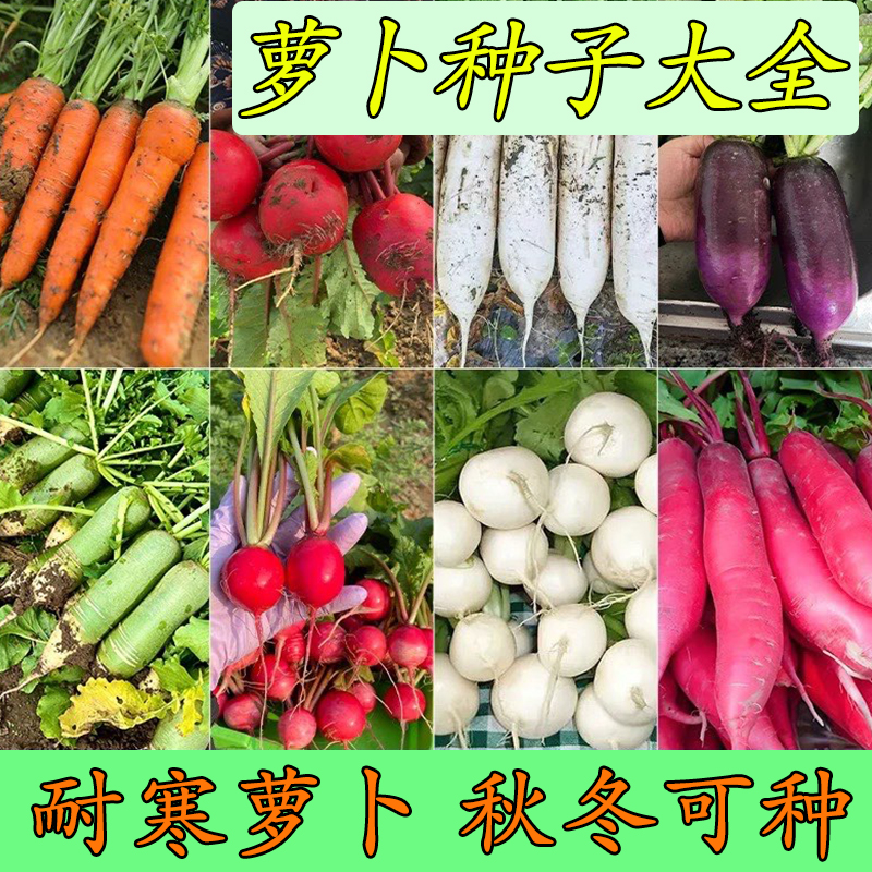 优质萝卜种子原装蔬菜种春秋适播