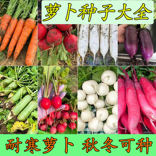 优质萝卜种子原装蔬菜种春秋适播