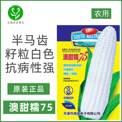澳甜糯75玉米种子半马齿籽粒白色抗病性强高产大棒原装玉米种籽孑