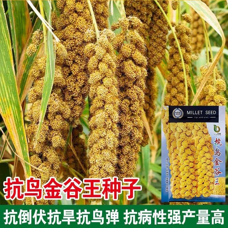 抗鸟金谷王种稻谷籽抗倒抗旱抗病图片