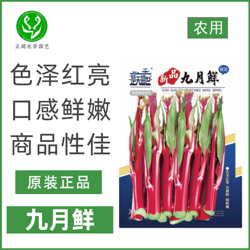 金品九月鲜红菜苔种子美观红亮好吃鲜嫩秋播优质农家红菜苔蔬菜籽