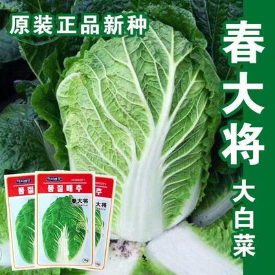 春大将大白菜种子耐低温春秋播