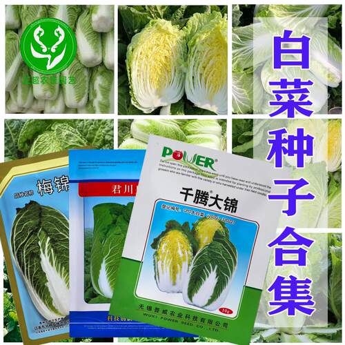 渤丰早熟耐抽薹白菜种子耐运输