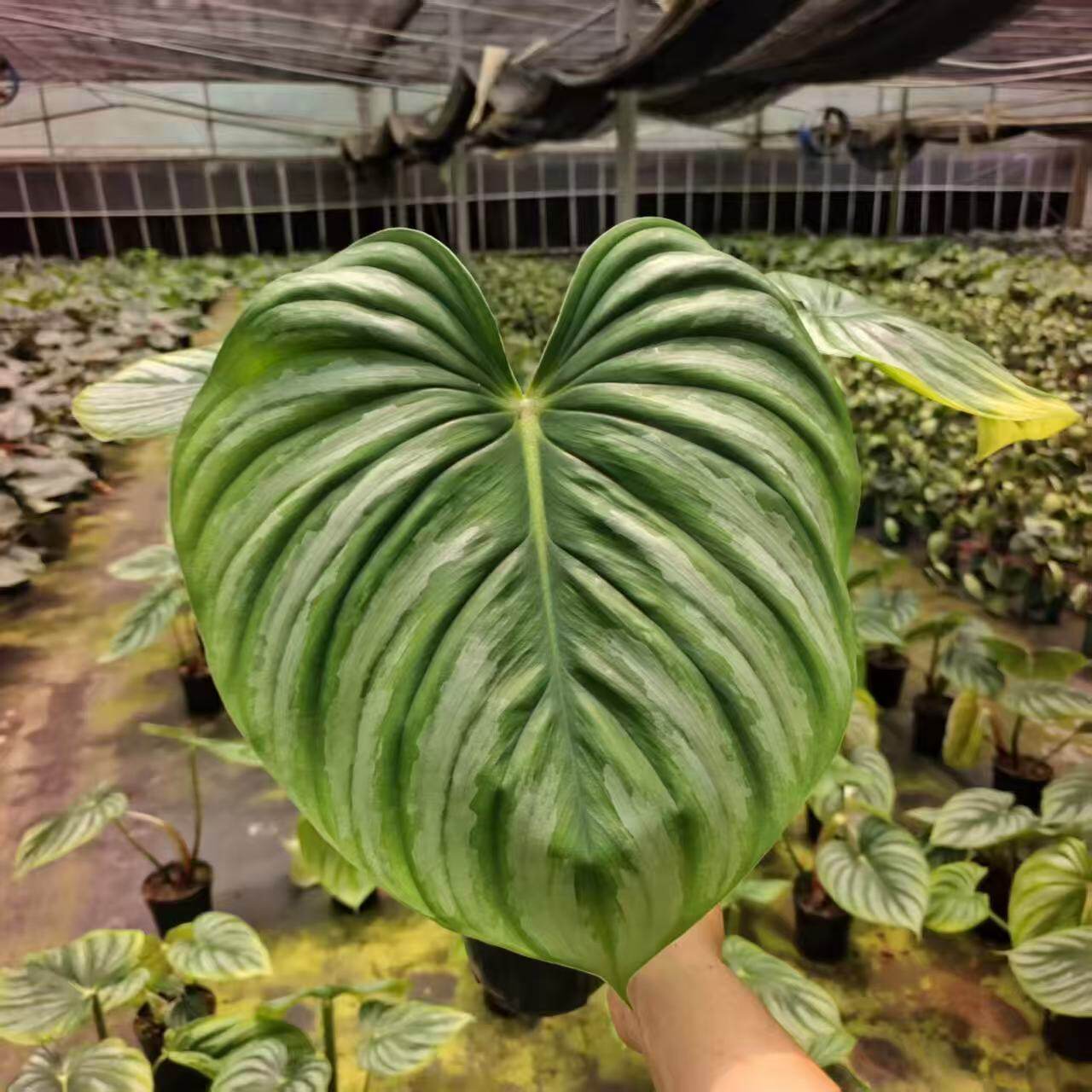 西瓜碧浪蔓绿绒银斑帕斯塔蔓绿绒室内桌面好养活观叶大叶植物盆栽
