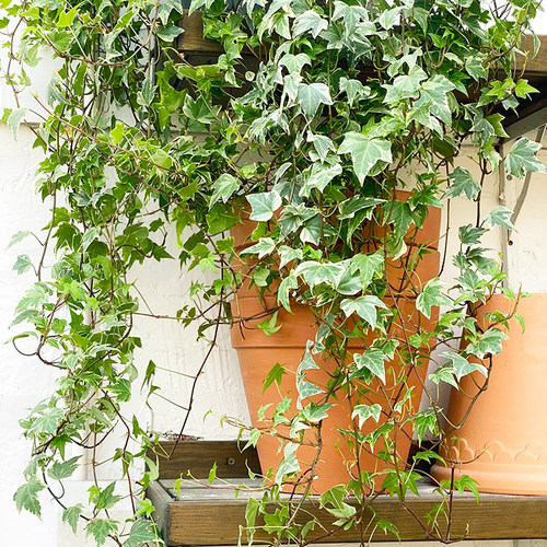 常春藤垂吊爬藤绿植室内耐阴好养