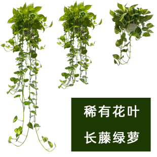 花叶绿萝长藤垂吊盆栽室内植物除吸甲醛吊兰爬藤绿植绿箩净化空气