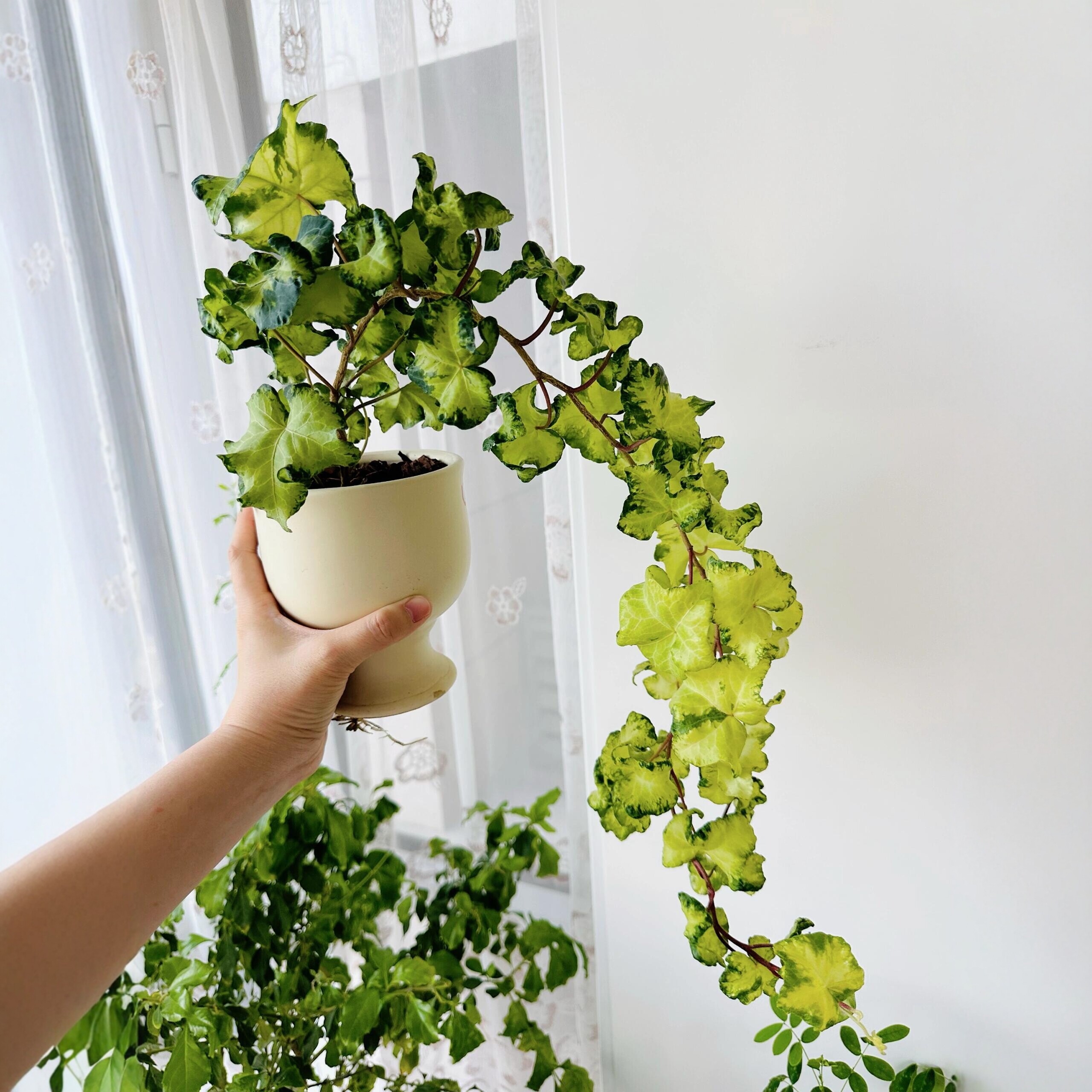 月光灯常春藤ins北欧风绿植盆栽