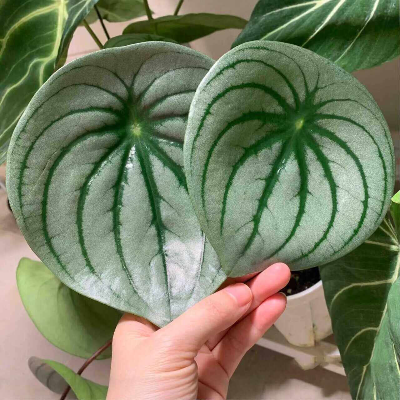 麒麟瓜椒草绿植圆叶小清新