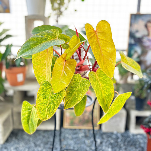 油画女郎蔓绿绒网红热植盆栽