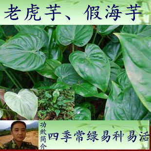 4元一株新鲜尖尾芋野生假海芋老虎芋卜介大麻芋 观赏观音莲姑婆芋