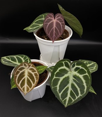 快乐植物 【新品】树莓 x KOS花烛 天南星科热带植物园艺