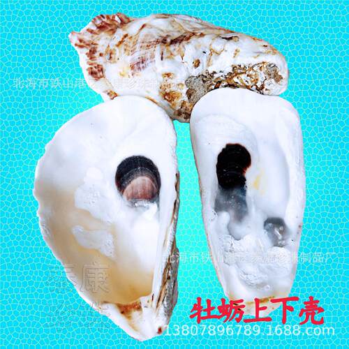 北海族大量生蚝过壳滤Ei38O789装饰水族鱼缸水管原始箱牡蛎DIY精