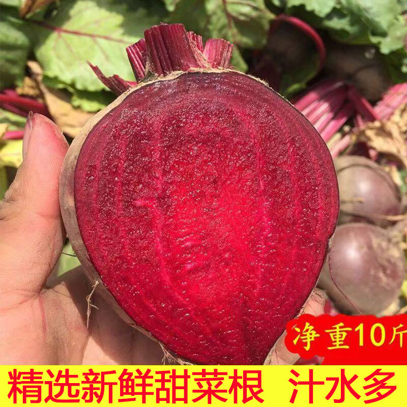 2026年新鲜甜菜根现挖发货甜菜头精选农家肥种植红菜头纯红多汁图片