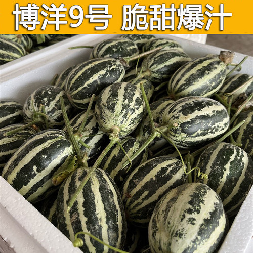山东博洋9号甜瓜当季水果应季新鲜花皮博阳九小香瓜喻屯产地直发