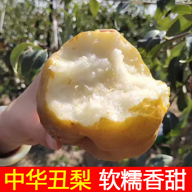 正宗山东中华丑梨水果新鲜梨子包邮太婆梨秋月梨啤梨雪梨香梨整箱