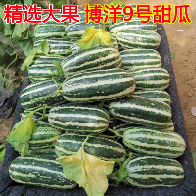 博洋9号应季新鲜产地直发